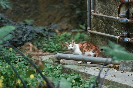 说明: C:\Users\Administrator\Desktop\花满相思\DSC_9032.jpg