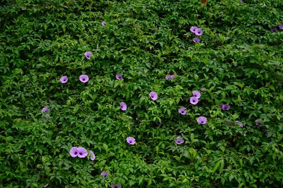 说明: C:\Users\Administrator\Desktop\花满相思\_DSC5827.jpg