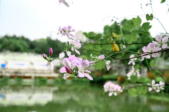 说明: C:\Users\Administrator\Desktop\花满相思\_DSC5860.jpg