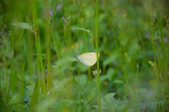 说明: C:\Users\Administrator\Desktop\花满相思\DSC_0725.jpg